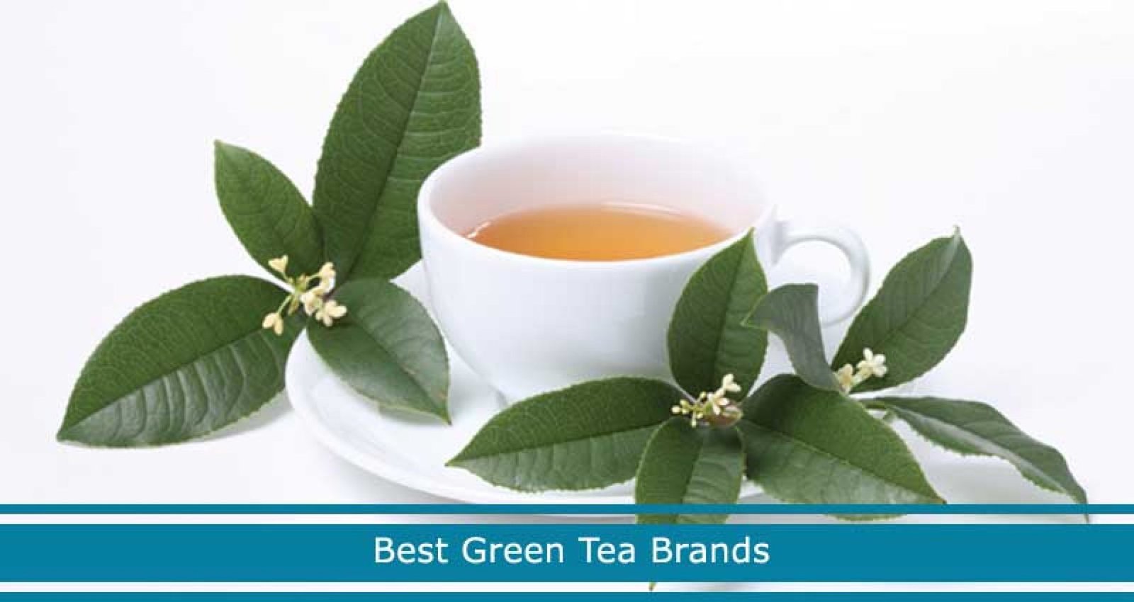 10 Best Green Tea Brands in 2024 High Quality, Weight Loss